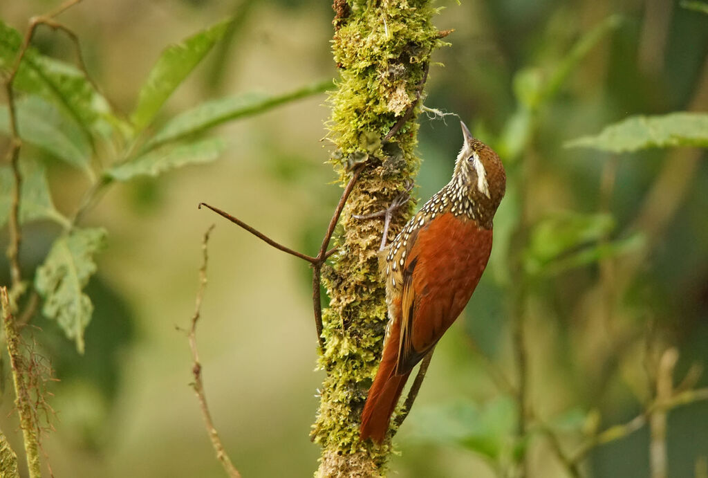 Pearled Treerunner