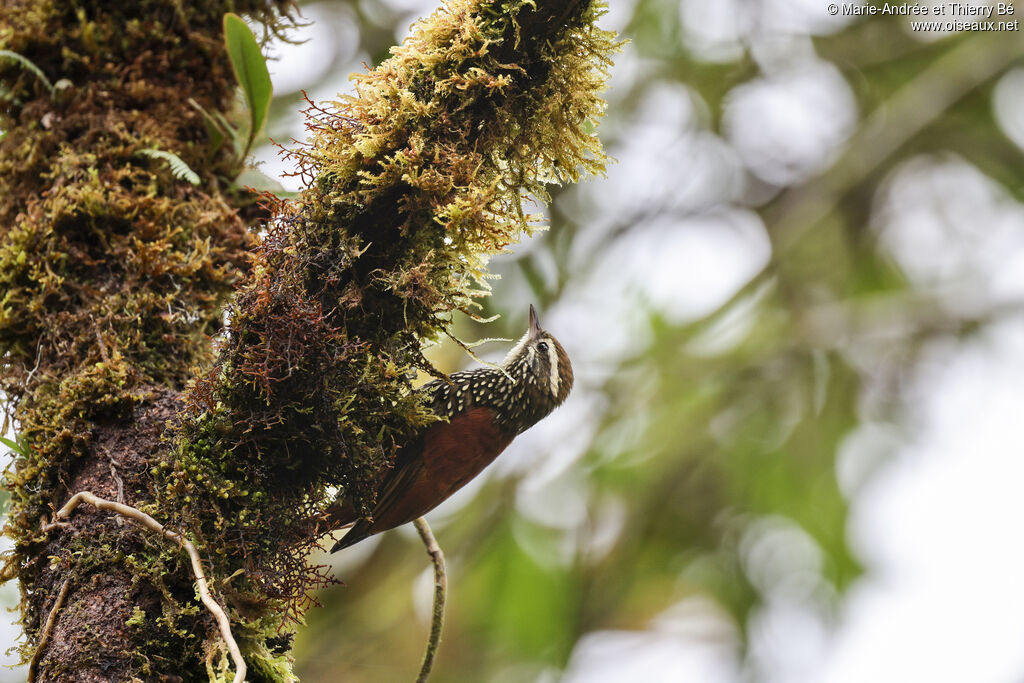 Pearled Treerunner