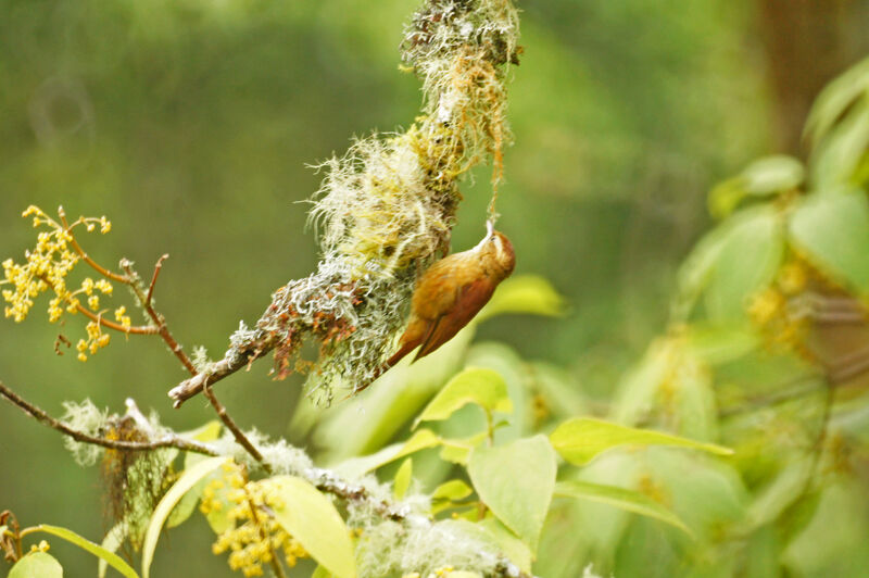 Ruddy Treerunner