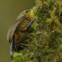 Anabasitte tachetée