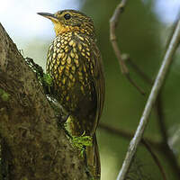 Anabasitte tachetée