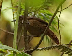 Black-billed Treehunter