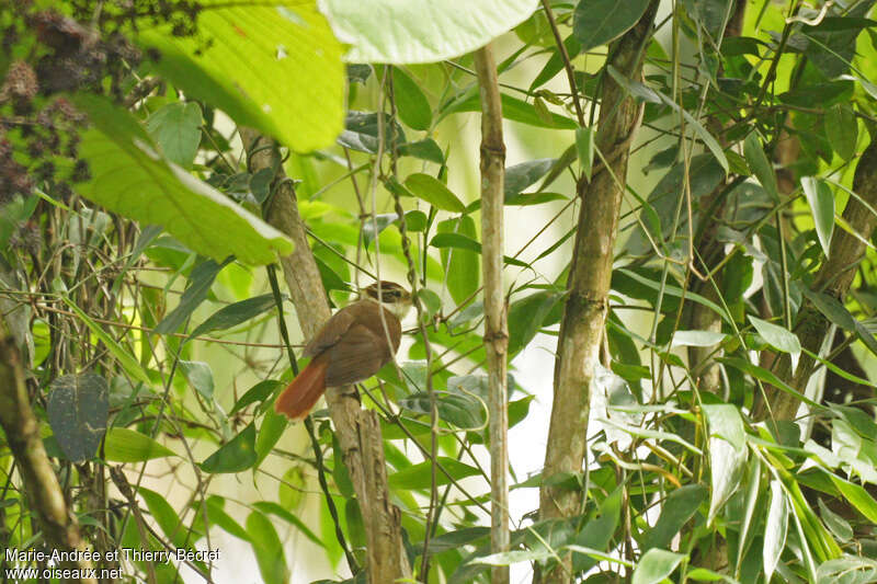 White-collared Foliage-gleaner