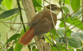 White-collared Foliage-gleaner