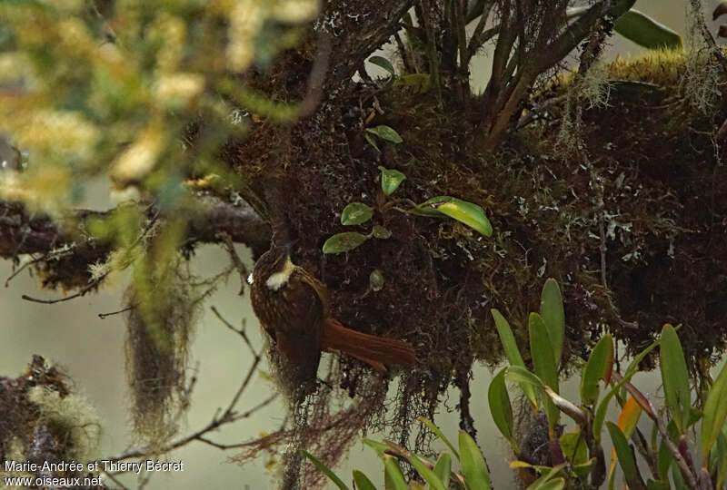 Streaked Tuftedcheek, habitat, pigmentation, Behaviour