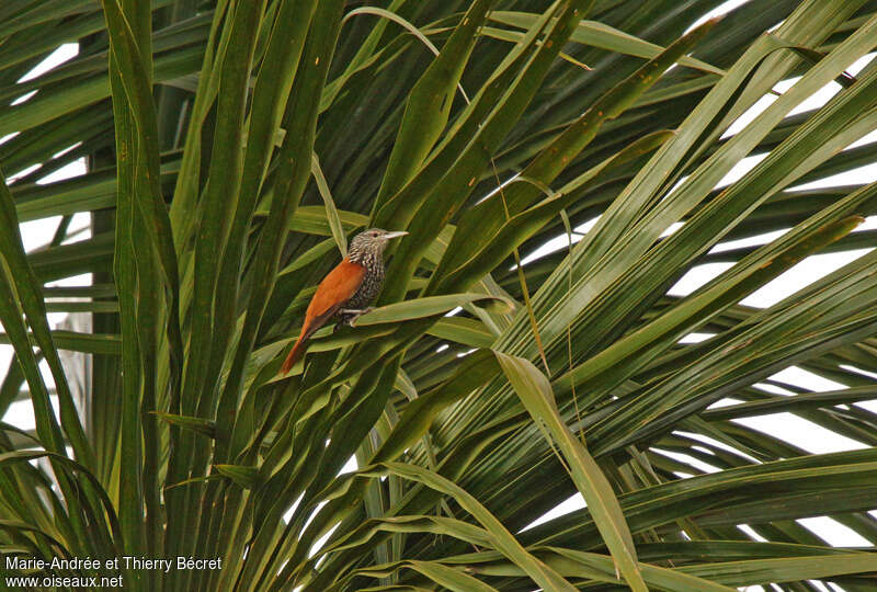 Point-tailed Palmcreeperadult