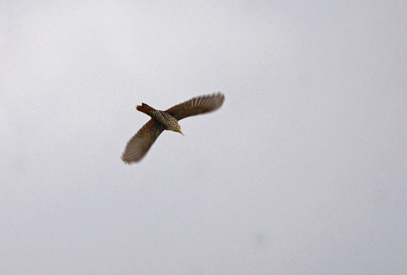 Point-tailed Palmcreeper, Flight