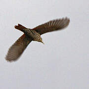 Point-tailed Palmcreeper