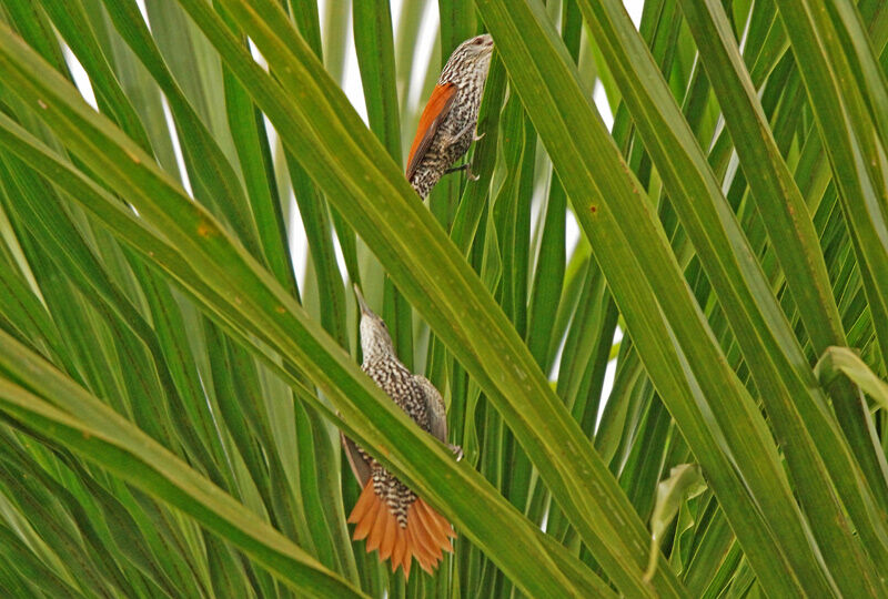 Point-tailed Palmcreeper