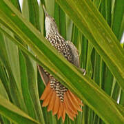 Point-tailed Palmcreeper