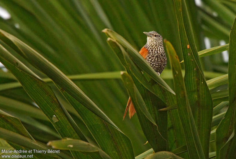 Point-tailed Palmcreeperadult, identification