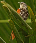 Point-tailed Palmcreeper