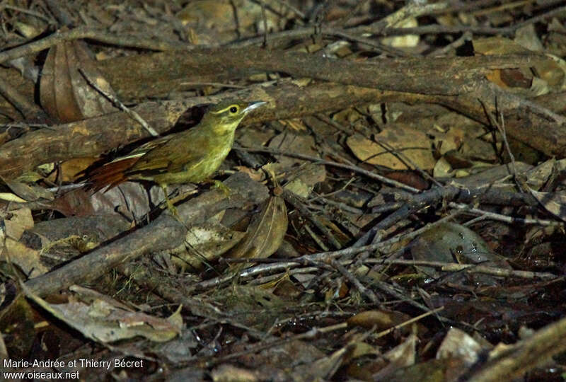 Rufous-tailed Foliage-gleaner