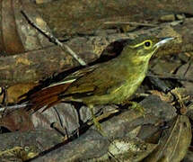 Rufous-tailed Foliage-gleaner