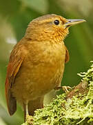 Buff-fronted Foliage-gleaner