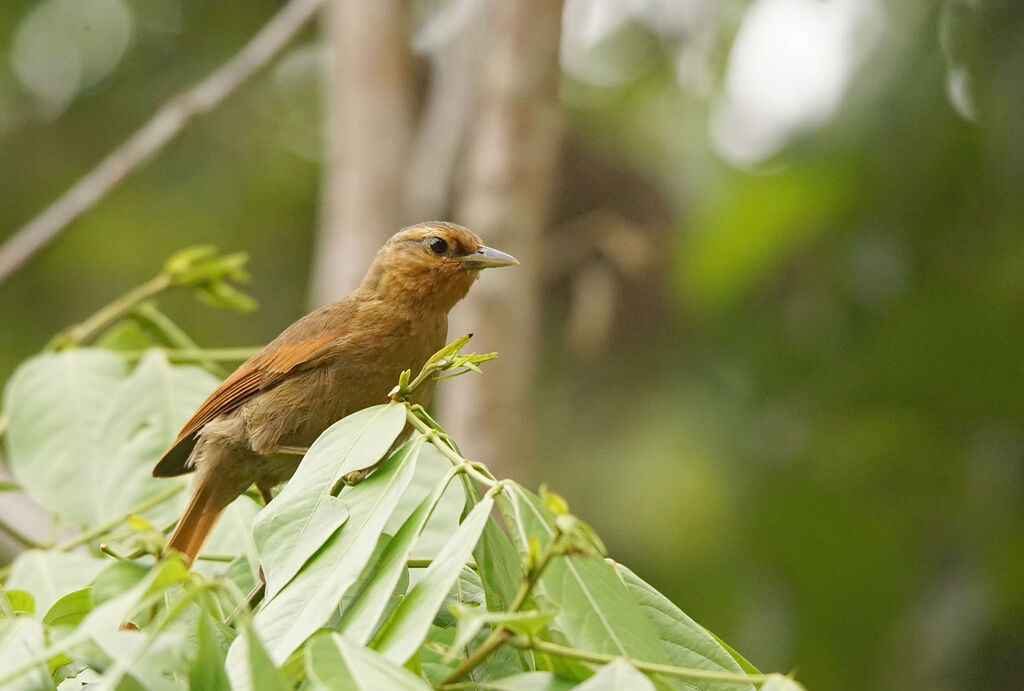 Buff-fronted Foliage-gleaner