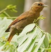 Buff-fronted Foliage-gleaner