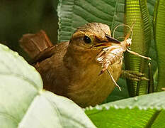 Buff-fronted Foliage-gleaner