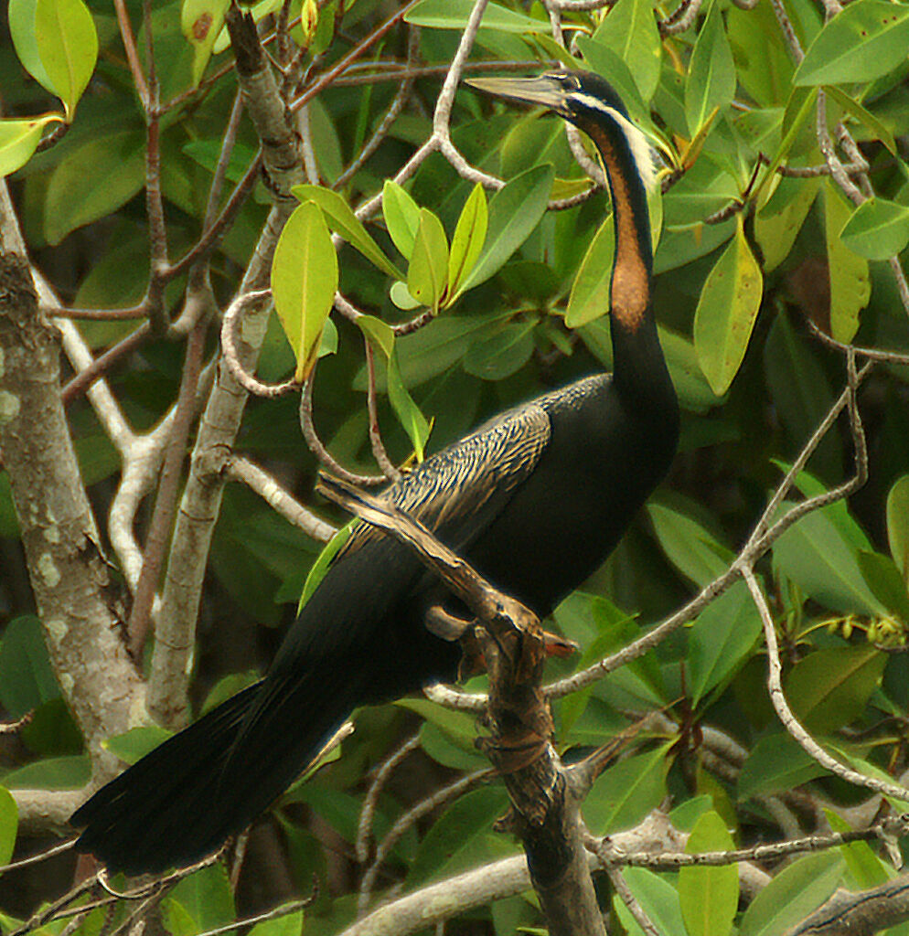 Anhinga d'Afrique