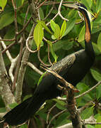 African Darter