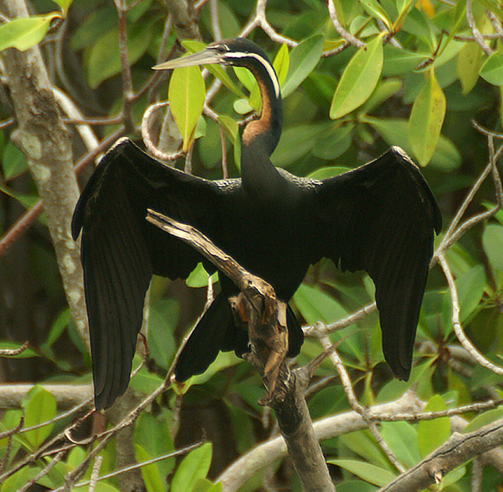 African Darter