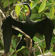 Anhinga d'Afrique