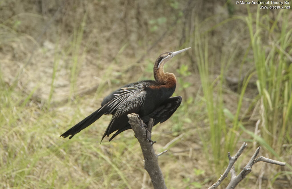 African Darter