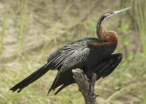 Anhinga d'Afrique