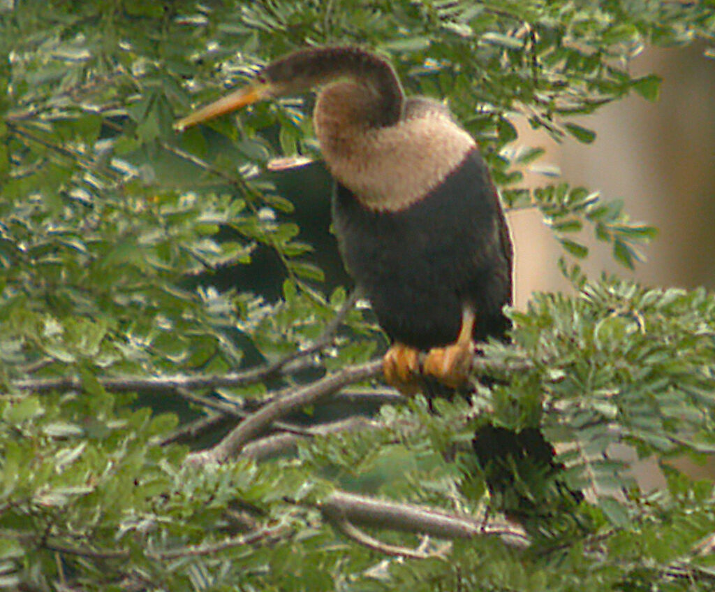 Anhinga