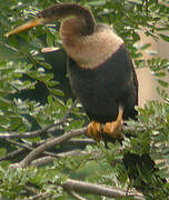 Anhinga d'Amérique