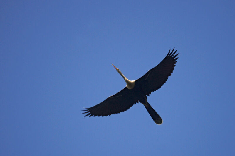 Anhinga d'Amérique