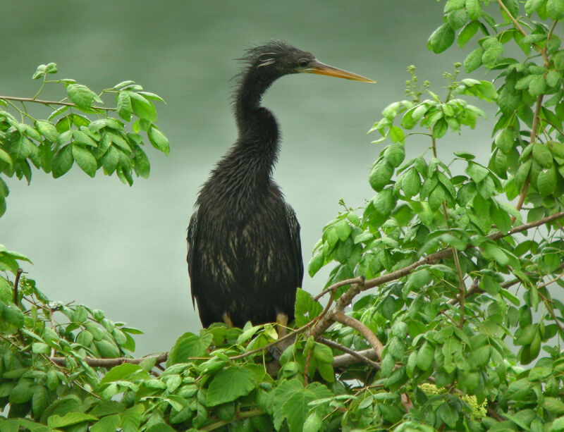 Anhinga