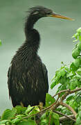 Anhinga d'Amérique