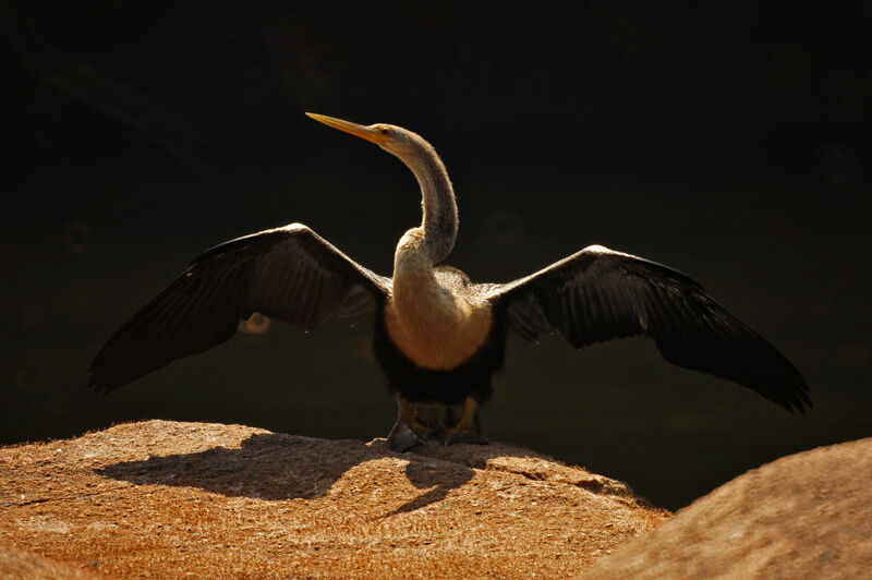 Anhinga