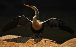 Anhinga d'Amérique