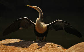 Anhinga