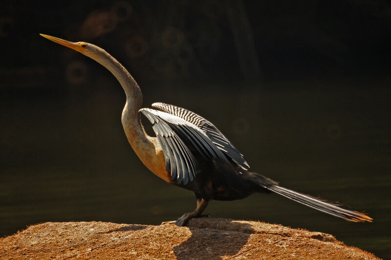 Anhinga d'Amérique femelle adulte