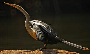 Anhinga d'Amérique