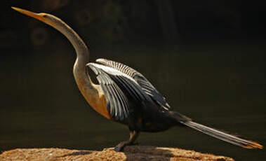 Anhinga d'Amérique