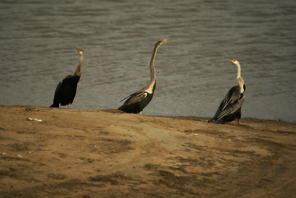 Anhinga roux