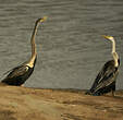 Anhinga roux