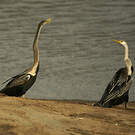 Anhinga roux