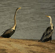 Oriental Darter