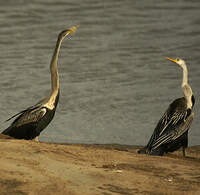 Anhinga roux