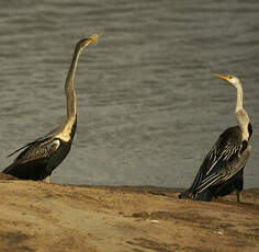 Anhinga roux