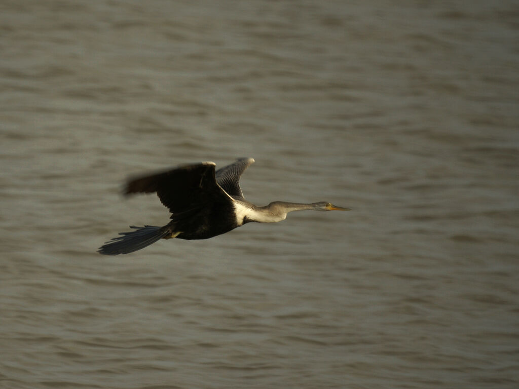 Anhinga roux