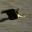 Anhinga roux