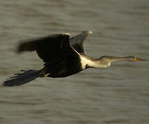 Anhinga roux