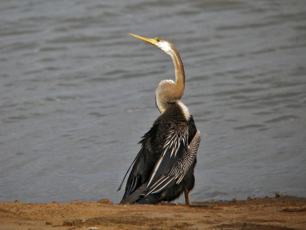 Anhinga roux