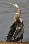 Anhinga roux